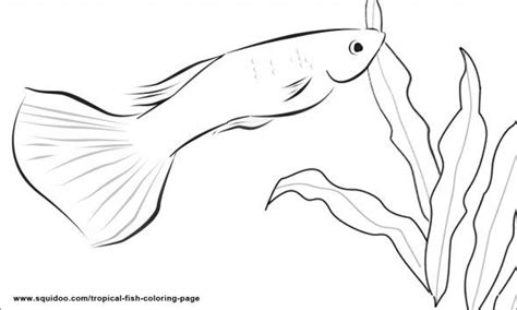 tropical fish coloring page fish coloring page horse coloring pages