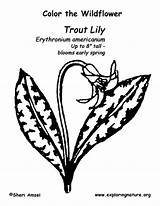 Trout Lilly Coloring sketch template