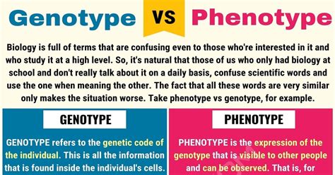 genotype vs phenotype useful difference between phenotype vs