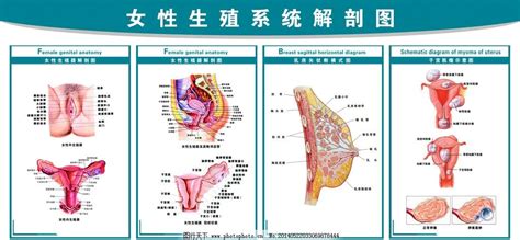 女性生殖系统解剖图图片 其他 Psd分层 图行天下图库
