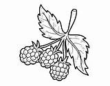 Raspberries Coloring Branch Coloringcrew sketch template