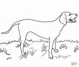 Coloring Coonhound Redbone Dog Pages Labrador Drawing Dogs Lab Printable Great Dane Retriever Coon English Draw Hunting Drawings Sheepdog Supercoloring sketch template