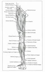 Leg Muscles Drawing Anterior Life Lateral Stevenson Professor Kyle Assignment sketch template