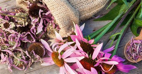 echinacea research ingredients applications  foods
