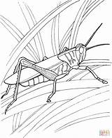 Grasshopper Coloring Pages Garden Locust Drawing Grasshoppers Printable Ant Line Kids Locusts Color Supercoloring Insect Print Clipart Book Leaf Getdrawings sketch template