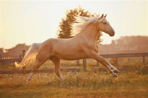 epingle par limagena sur palomino cheval palomino cheval isabelle  de chevaux