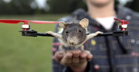 schoolboys dead pet rat turned  remote controlled flying drone toy mirror