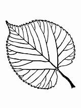 Leaf Coloring Printable Basswood Pages Leaves Color Drawing Template Aspen Simple Weed Fall Maple Pot Beech Tree Getdrawings Shelter American sketch template