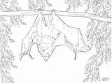 Bat Coloring Pages Realistic Bats Drawing Hanging Printable Color Fruit Getcolorings Inspiration Vampire Rodrigues Getdrawings Birijus sketch template