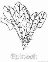 Spinach Coloring Pages Vegetable Designlooter sketch template