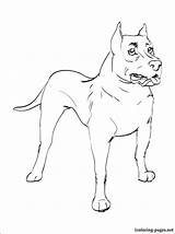 Bull Coloring Pages Terrier Getcolorings Staffordshire sketch template