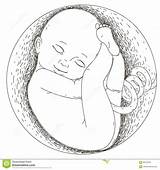 Embryo Fetus Womb Embarazo Feto Pintar Mutterleib Utero Bebé sketch template
