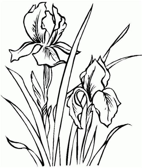 iris flower drawing  getdrawings