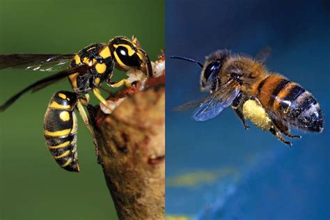 whats  difference   bee   wasp britannica