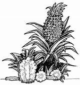 Pineapple Coloring Pages Printable Kids Print sketch template