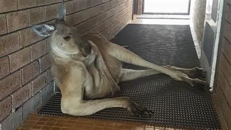 ‘sexy’ Kangaroo Blocks Tourist From Toilet Photos