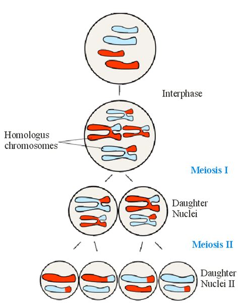 which type of cell division takes place in a sex cell quora