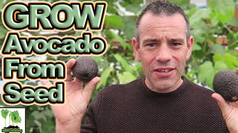 How To Grow An Avocado Tree That Bears Fruit Uk Joycelyn Waddell