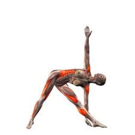 beneficial yoga poses yoga anatomy yoga muscles yoga tips