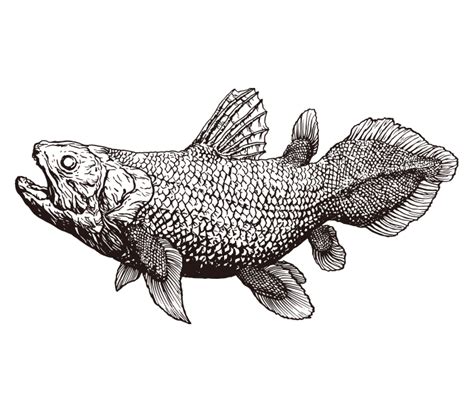 Coelacanth Drawing Ai Illustrator File Us 5 00 Each Ai And Png File