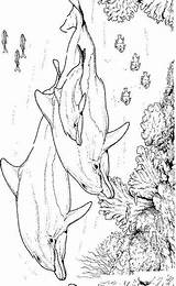 Delfine Dolfijn Ausmalbilder Dolfijnen Dauphin Dolphins Dieren Malvorlagen Delfini Colorare Malvorlage Dauphins Delfin Delphine Delphin Mewarnai Lumba Animasi Coloriages Colorat sketch template