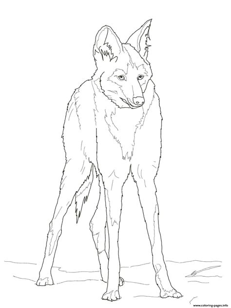 reddish maned wolf coloring page printable