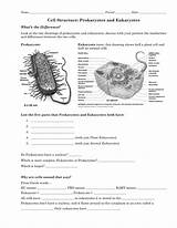 Worksheet Cell Structure School Prokaryotes High Eukaryotes Pdf Randolph Templateroller Fill Printable Online sketch template