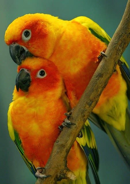 top   parrots vertical destinations