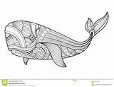 Zentangle Wal Walvis Baleine Balena Jonah Whales Vettore Coloritura Pagine Kostenlos Vectorillustratie Kleurende Stijl Patterned Symbool Vektoren sketch template