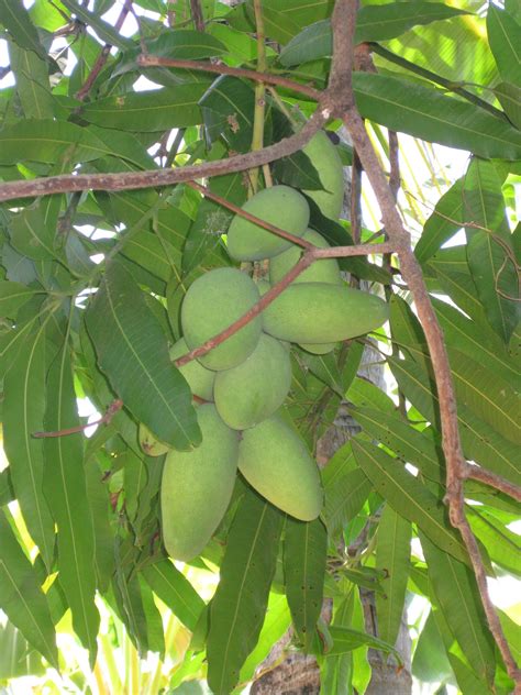 mangos la fruta más rica de el salvador tropical fruits plant