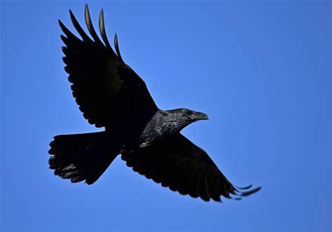 practice crow turkey vulture  nature wildlife  pet