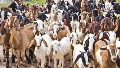 poultry  goat farming goat farming business plan