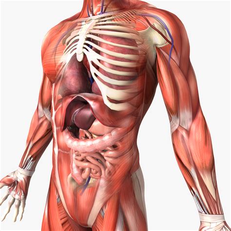 human male anatomy body