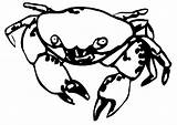 Krab Desenhos Crab Krebs Kepiting Kleurplaten Mewarnai Colorir Caranguejo Malvorlagen Crabe Krabbe Krebse Animasi Malvorlage Caranguejos Kleurplaat Ausmalbild Crabs Coloriages sketch template