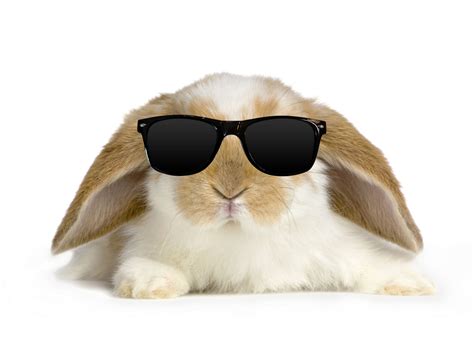 rabbits  sunglasses