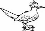 Roadrunner Bird Coloring Pages Printable Runner Road Drawing Greater Color Mexico State Flower Yucca Realistic Supercoloring sketch template
