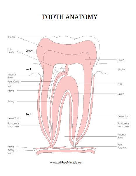 tooth anatomy  printable