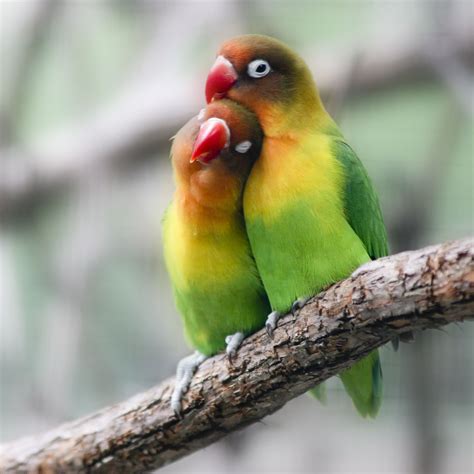 Signs Of A Pregnant Lovebird Captions Profile