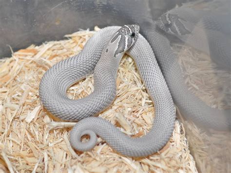 axanthic superconda  het snow snakes pinterest reptiles  animal