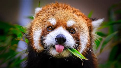 animal red panda hd wallpaper
