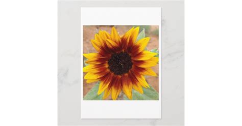 sunflower card zazzlecom