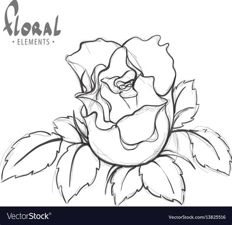 rose painted schematically royalty  vector image