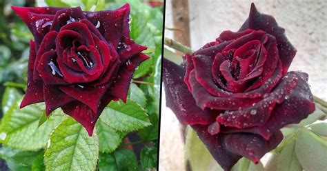 plant blood red rose bushes  give  flawless gothic vibes   garden