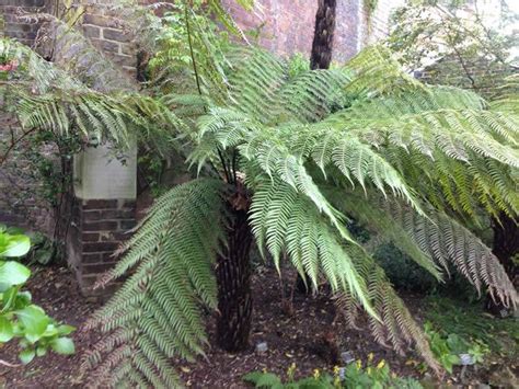 dicksonia antarctica tree fern for sale uk paramount plants
