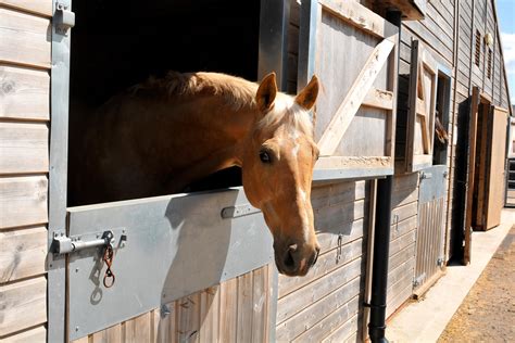 tips  making  horses stall safe