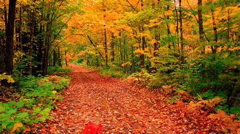 woodland walks for autumn and winter huffpost uk life