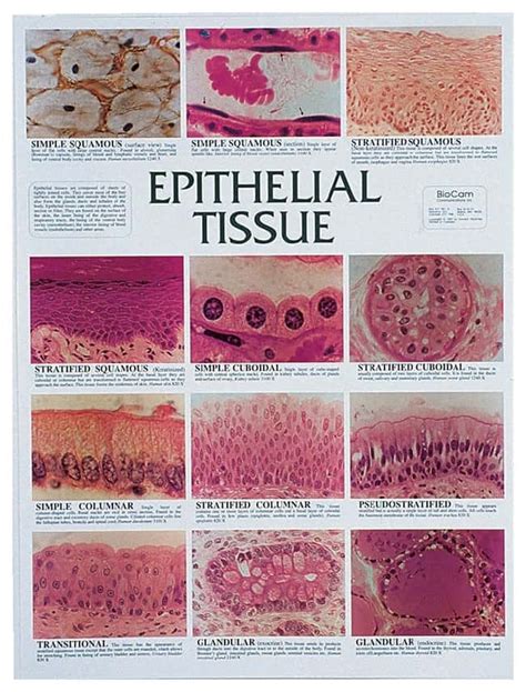 Epithelial Tissue Chart 3100x Magnification 44 45 X 59 69cm Teaching