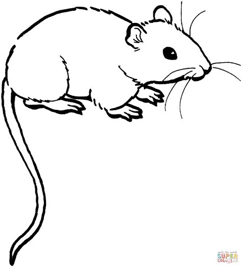 mouse  coloring page  printable coloring pages