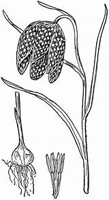 Fritillary Meleagris Etc Clipart Each Bearing Solitary Petals Characterized Genus Nectary Six Plants Flowers sketch template