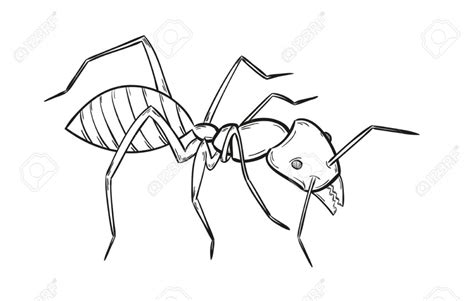 ant drawing images     drawings